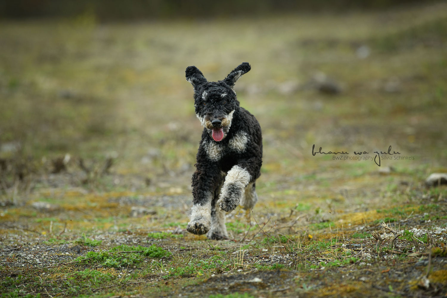 Beispielbilder Hundeshooting mit Silvia Schinkels