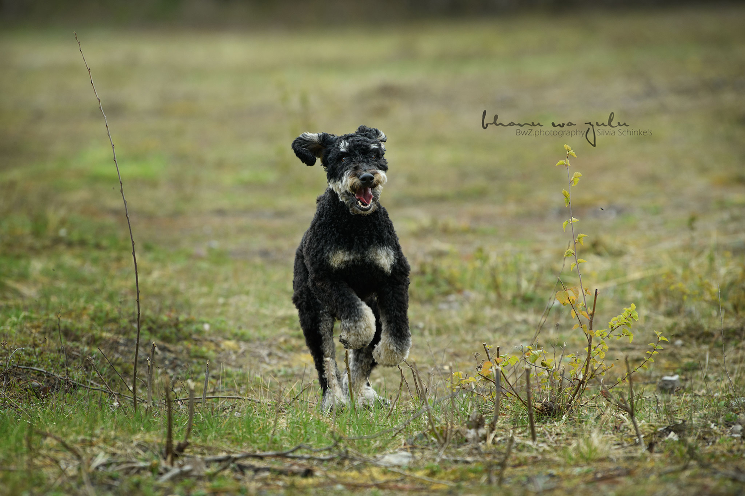 Beispielbilder Hundeshooting mit Silvia Schinkels