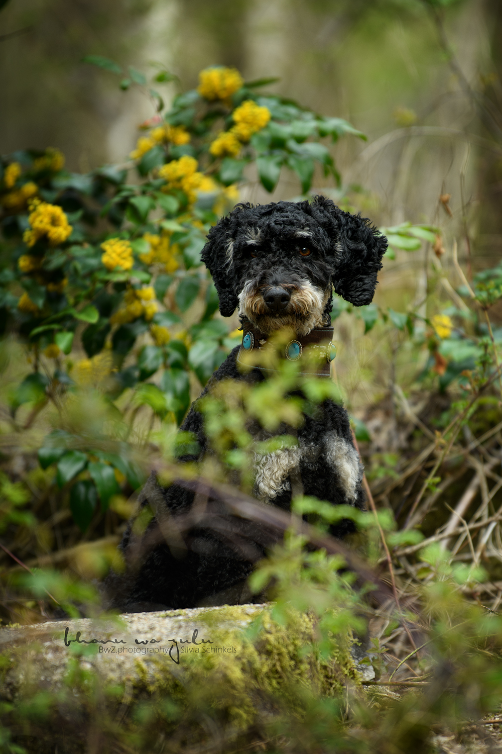 Beispielbilder Hundeshooting mit Silvia Schinkels