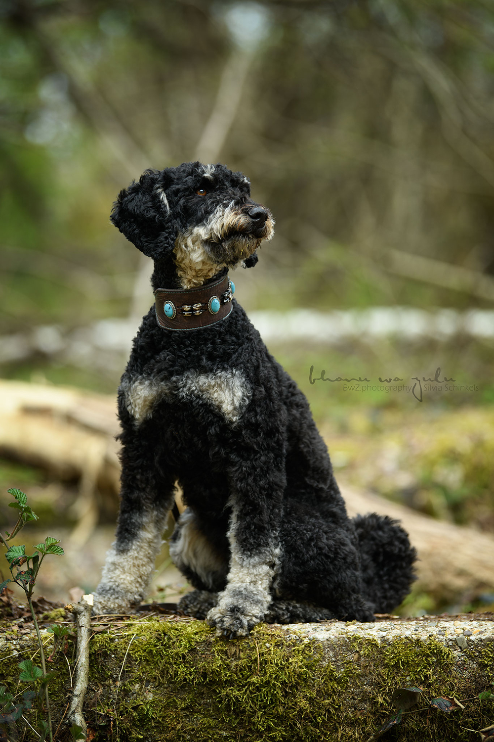 Beispielbilder Hundeshooting mit Silvia Schinkels