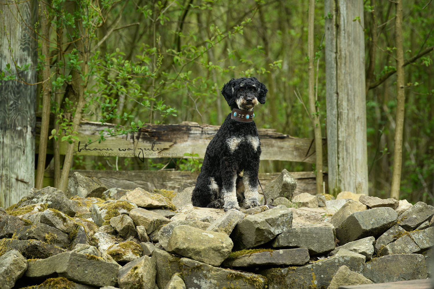 Beispielbilder Hundeshooting mit Silvia Schinkels