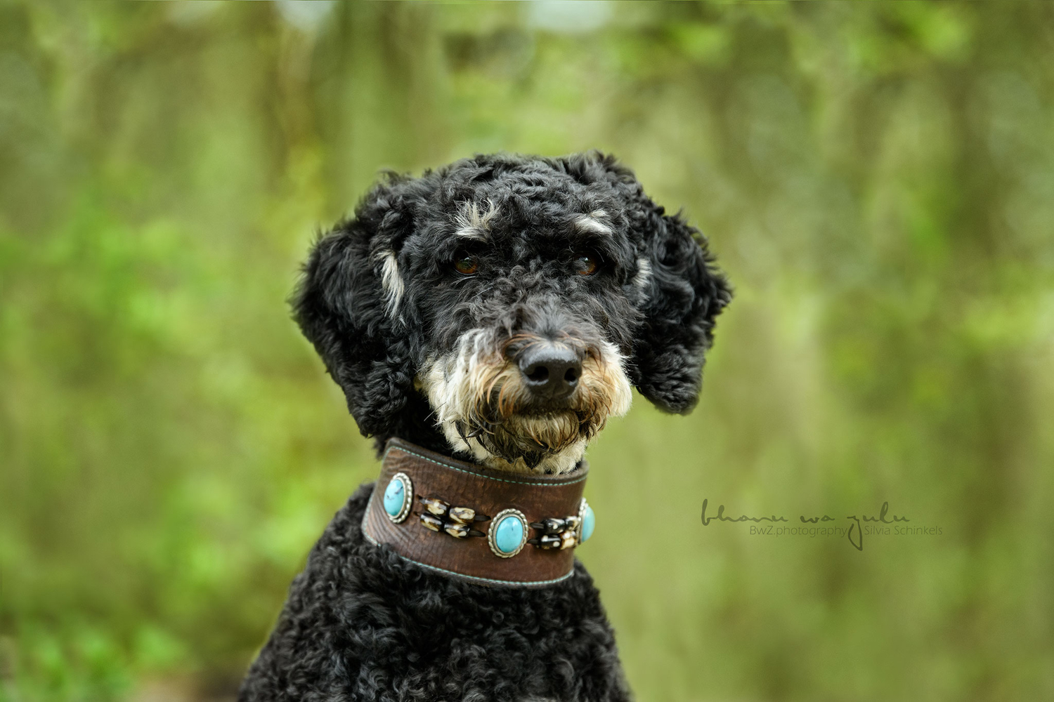 Beispielbilder Hundeshooting mit Silvia Schinkels