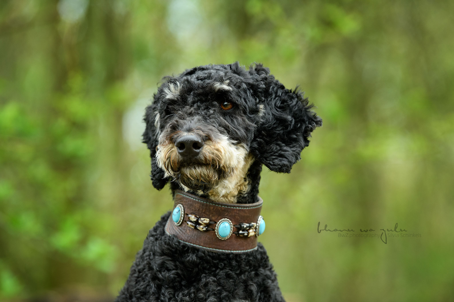 Beispielbilder Hundeshooting mit Silvia Schinkels