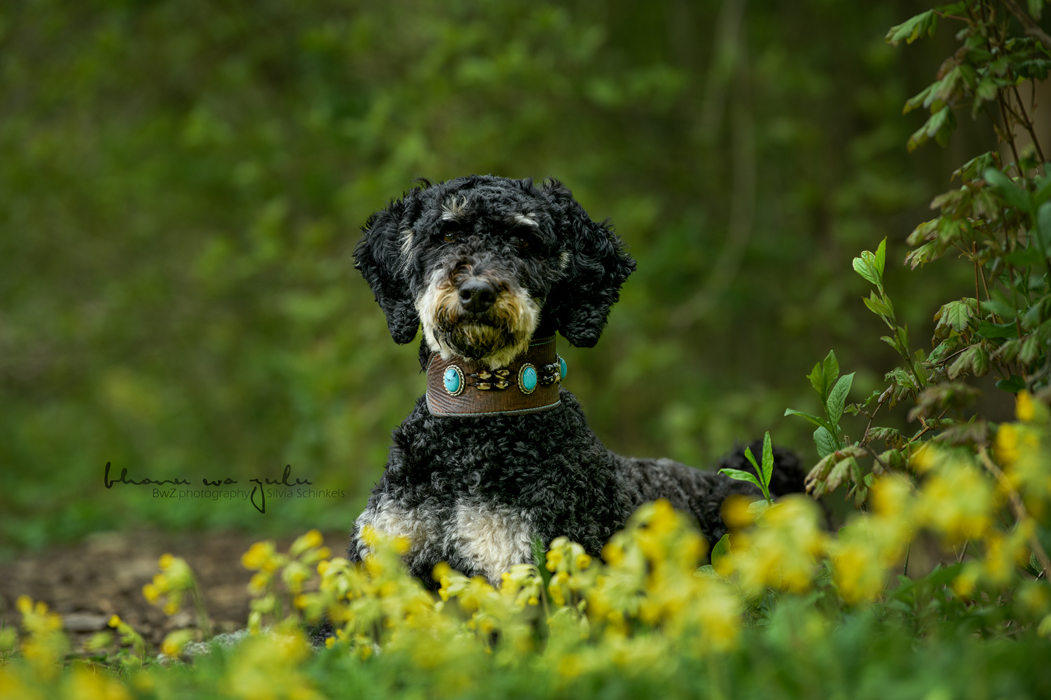 Beispielbilder Hundeshooting mit Silvia Schinkels