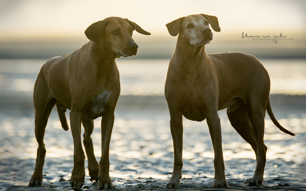 Junges in Renesse
