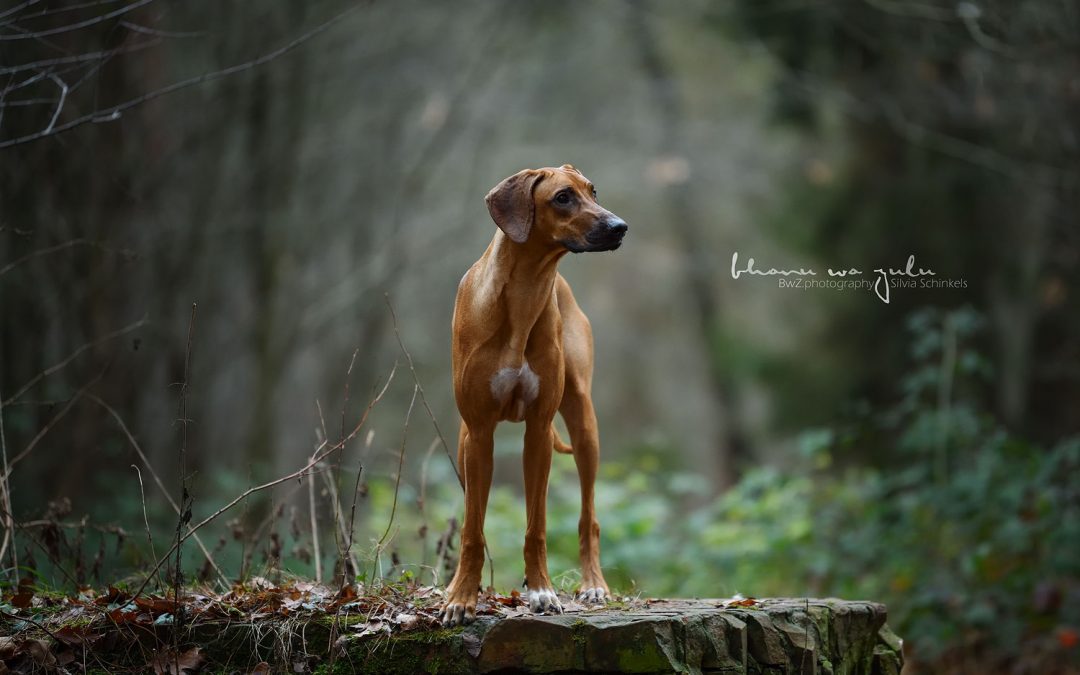 Ridgeback Fotografie nrw