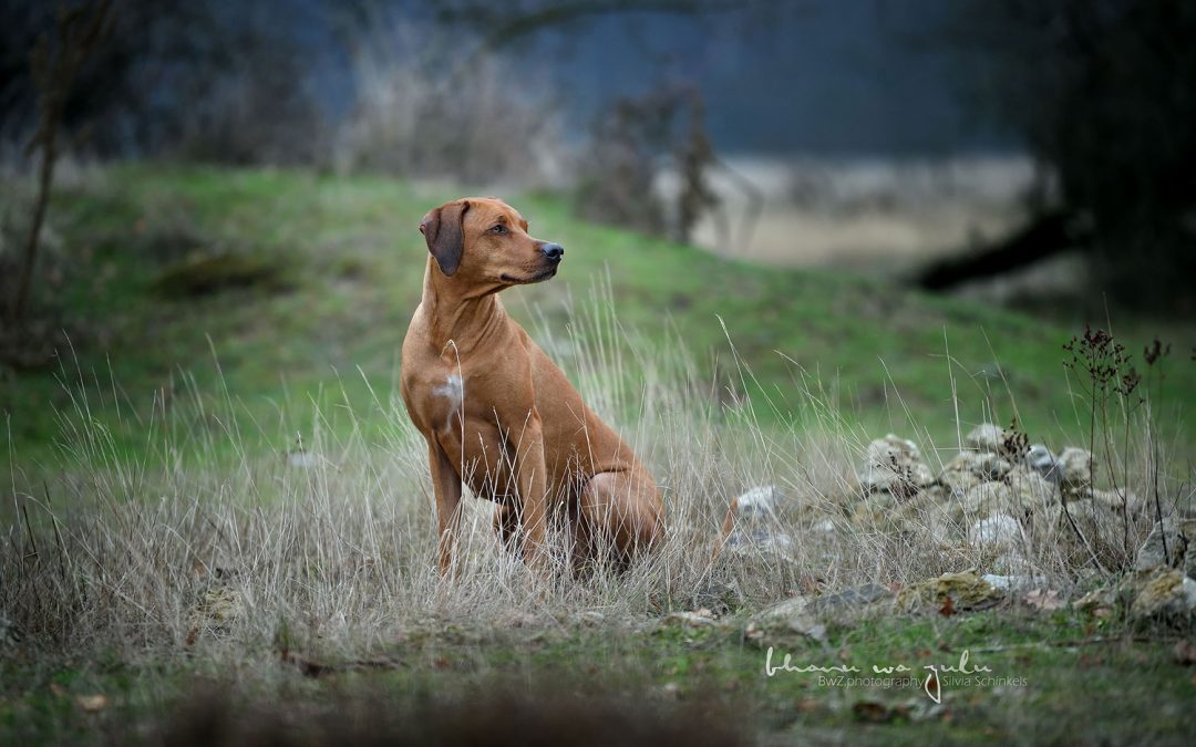 Veenboer Heide, Schmuddelwetter