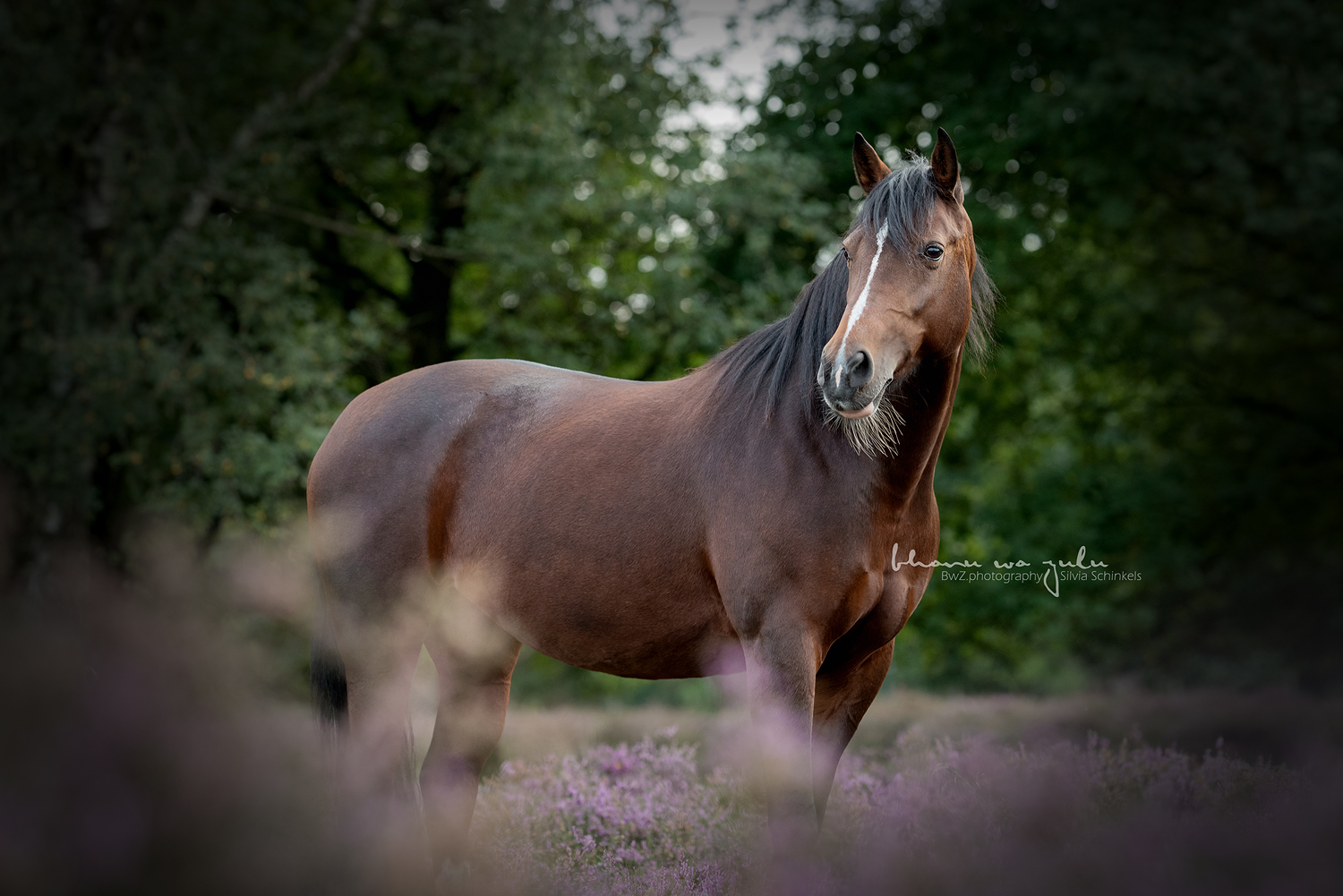 Pony in der Heide