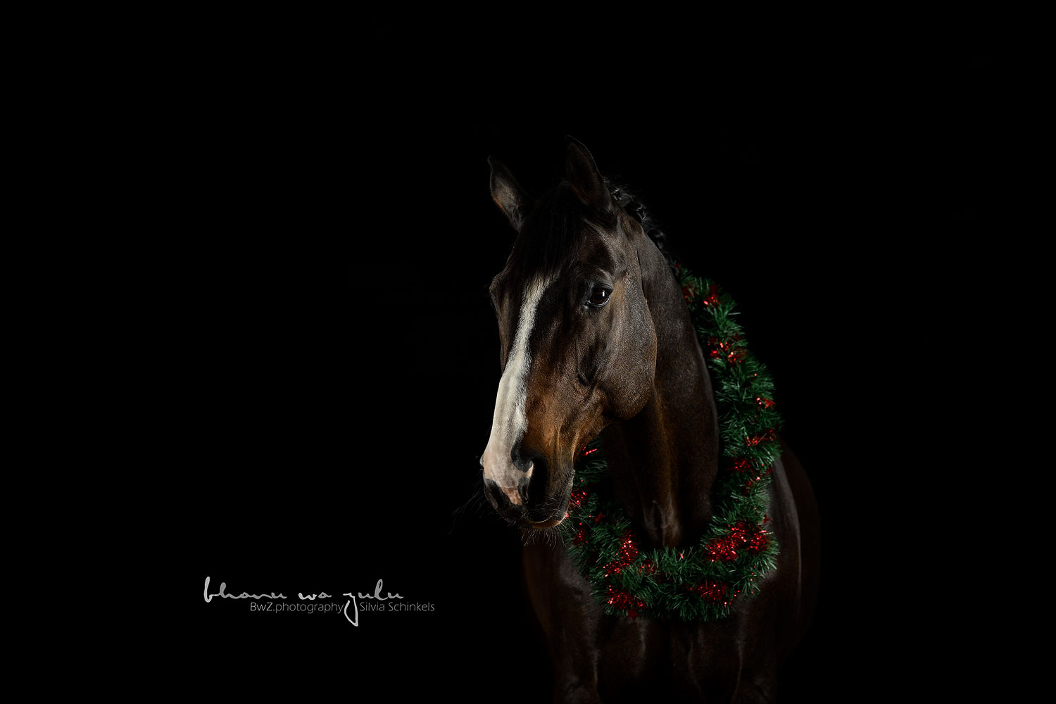 Studiobild Pferdefotografie