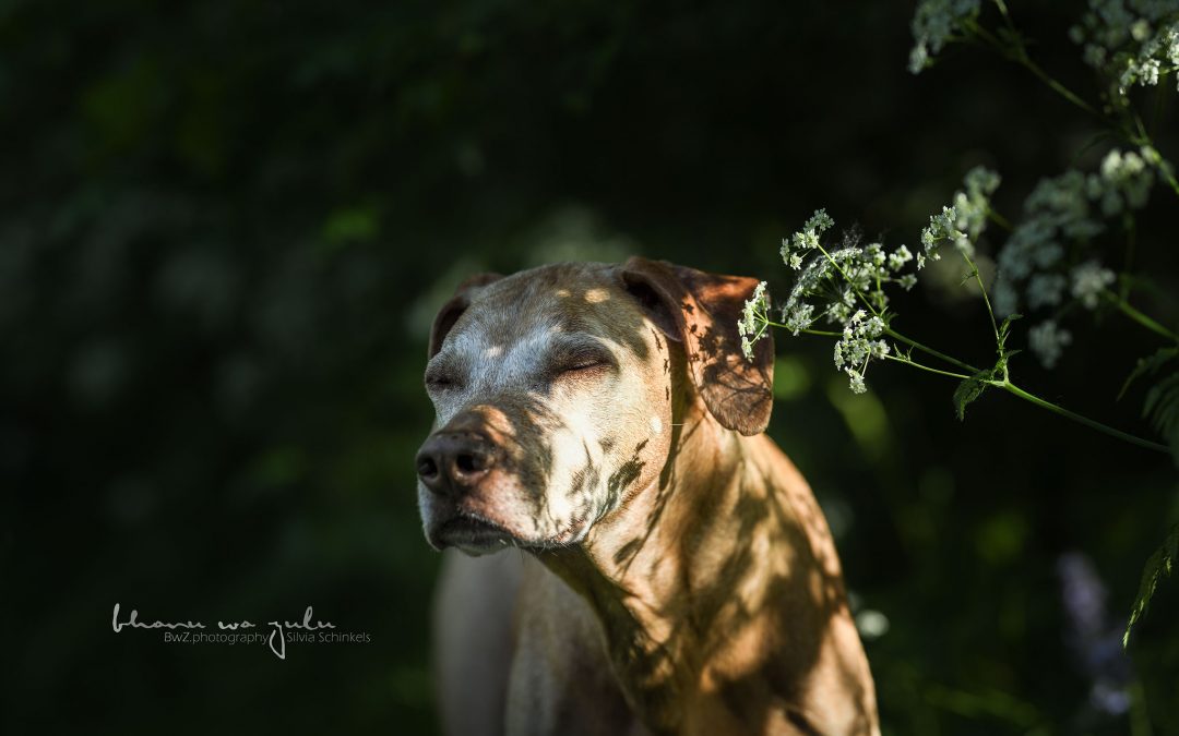 Ridgeback, Hundefotografie, BwZ