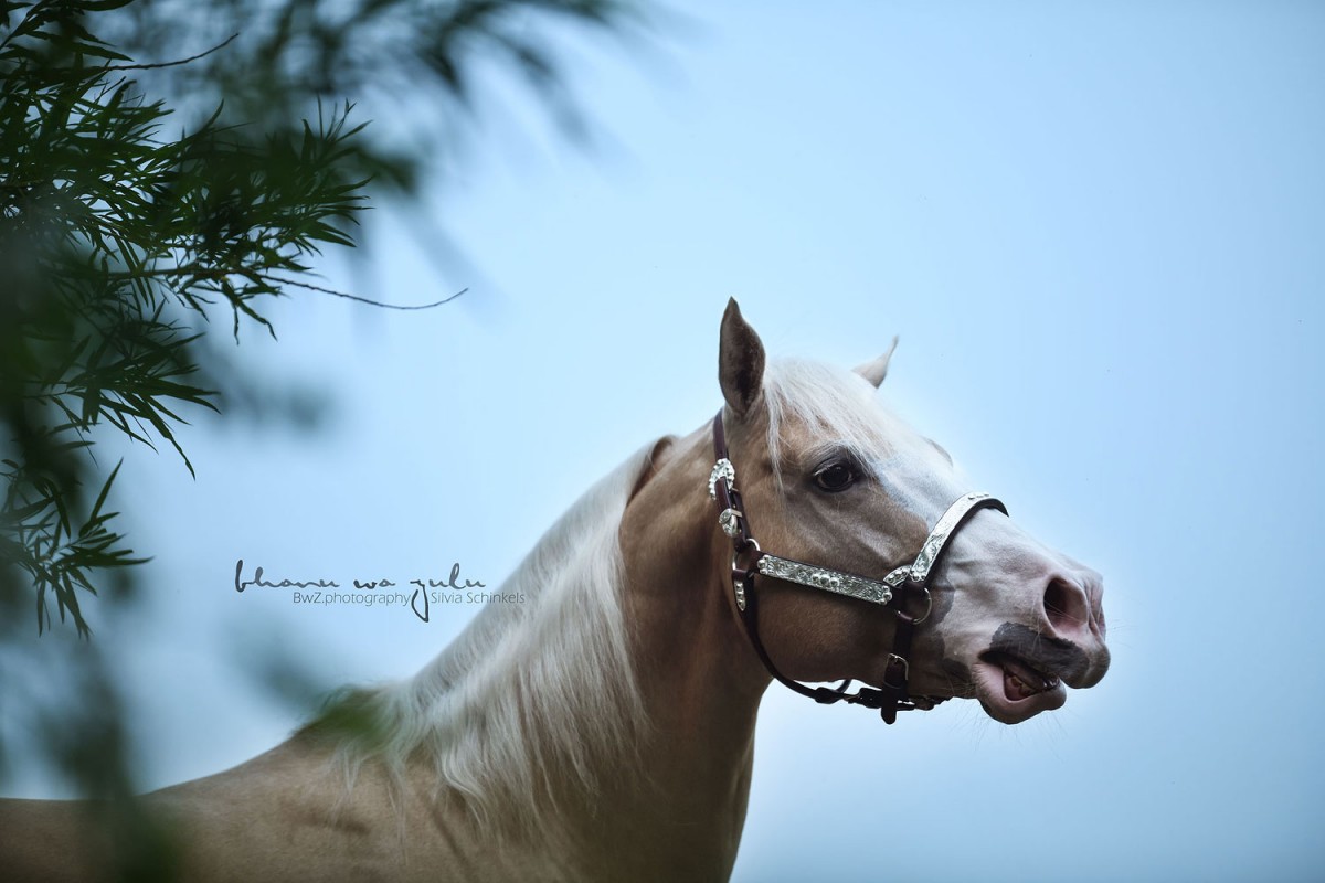 Pferdefotografie BwZ