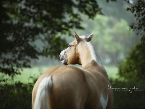 | Pferdefotografie outdoor