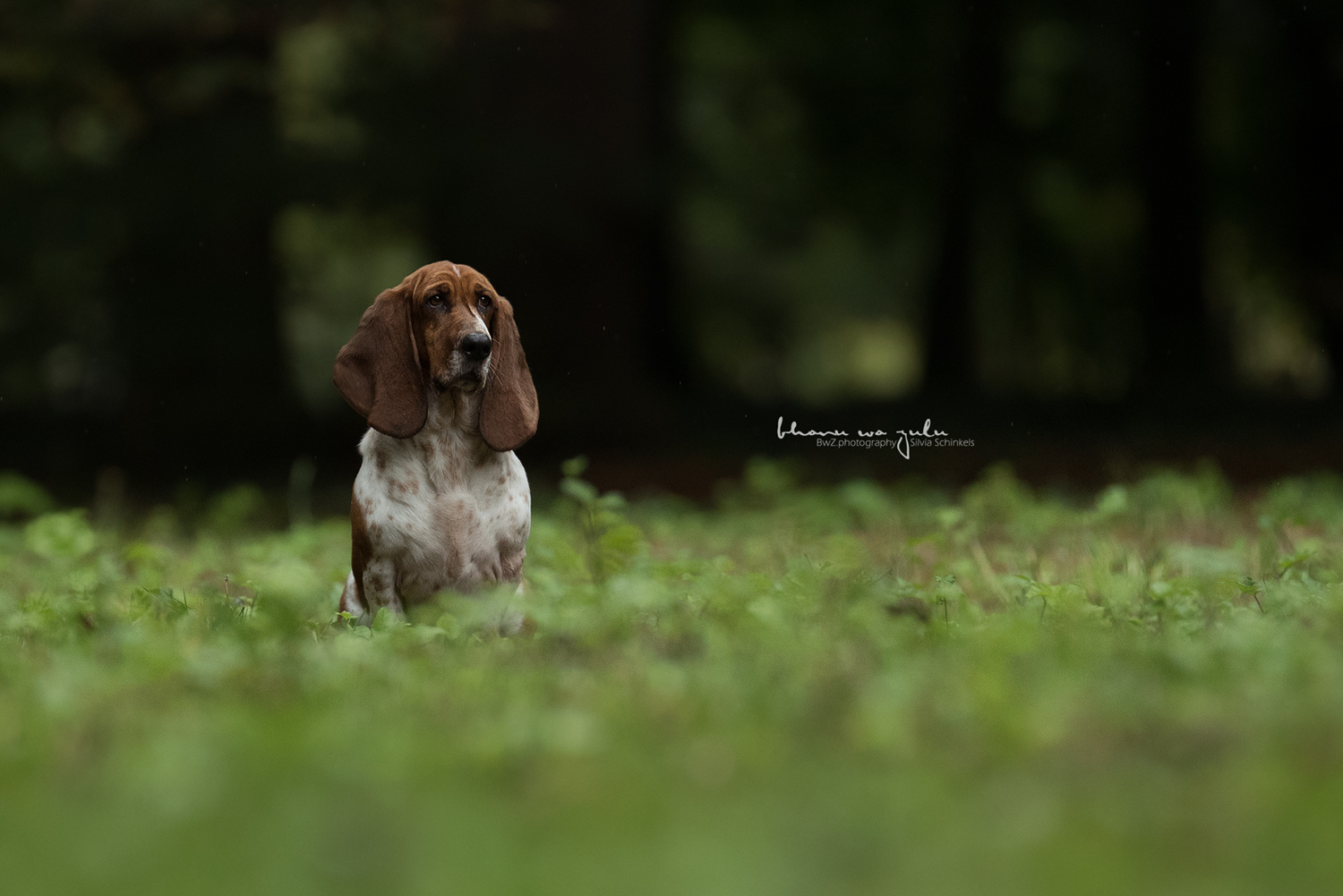 Beispielbilder Hundefotos, Beagle