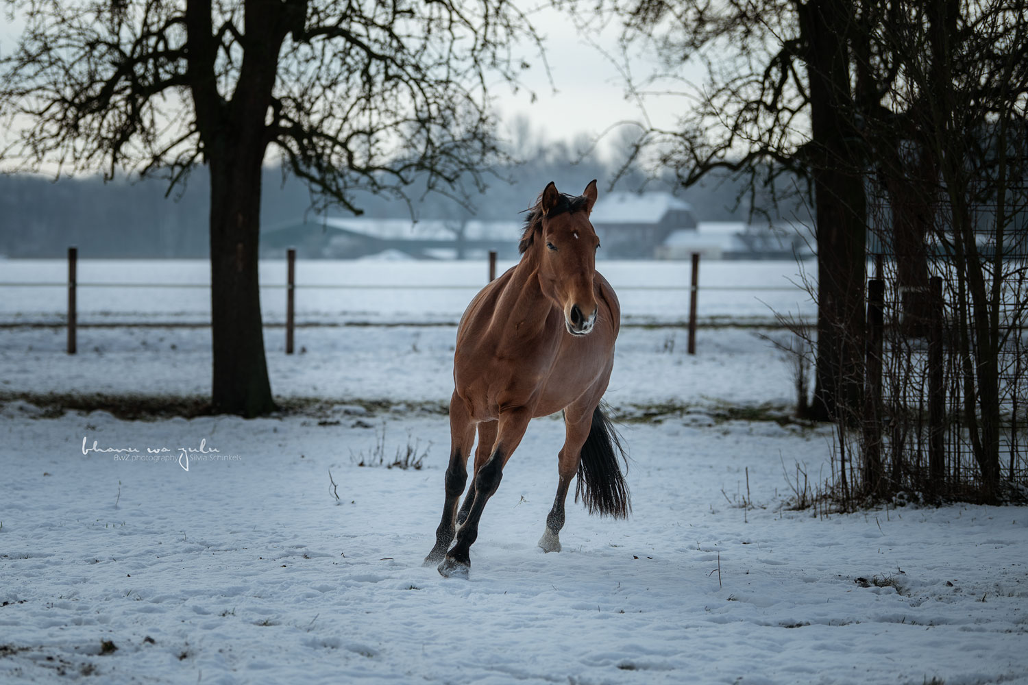 Schnee am Niederrhein, Stute im Schnee