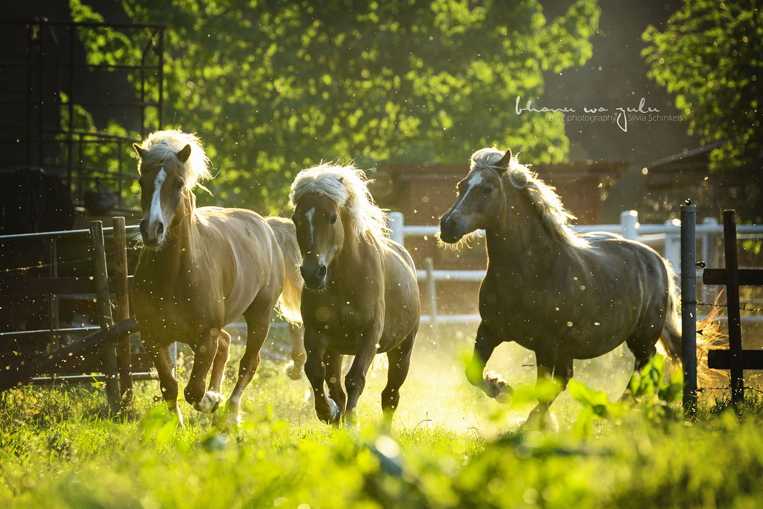 BWZ_6955_web Ponyaction
