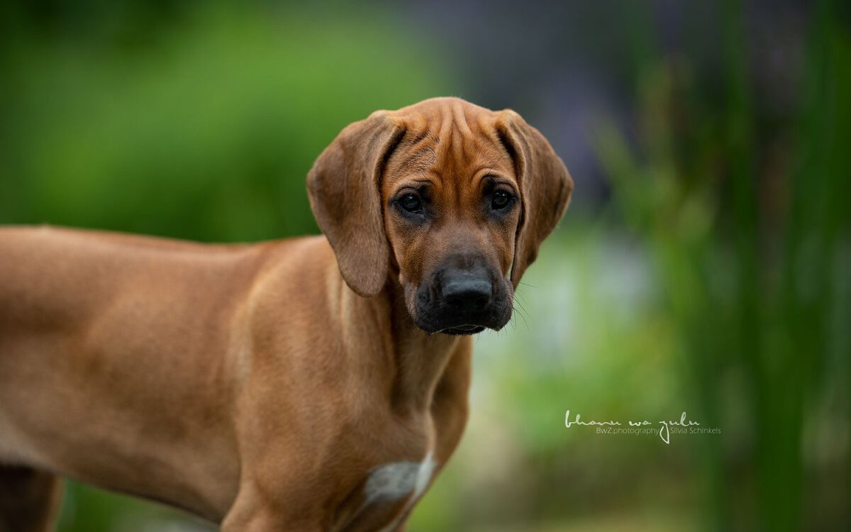 unsere Ziwah, Ridgeback Welpe