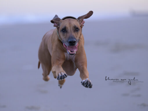 | Hundefotografie outdoor