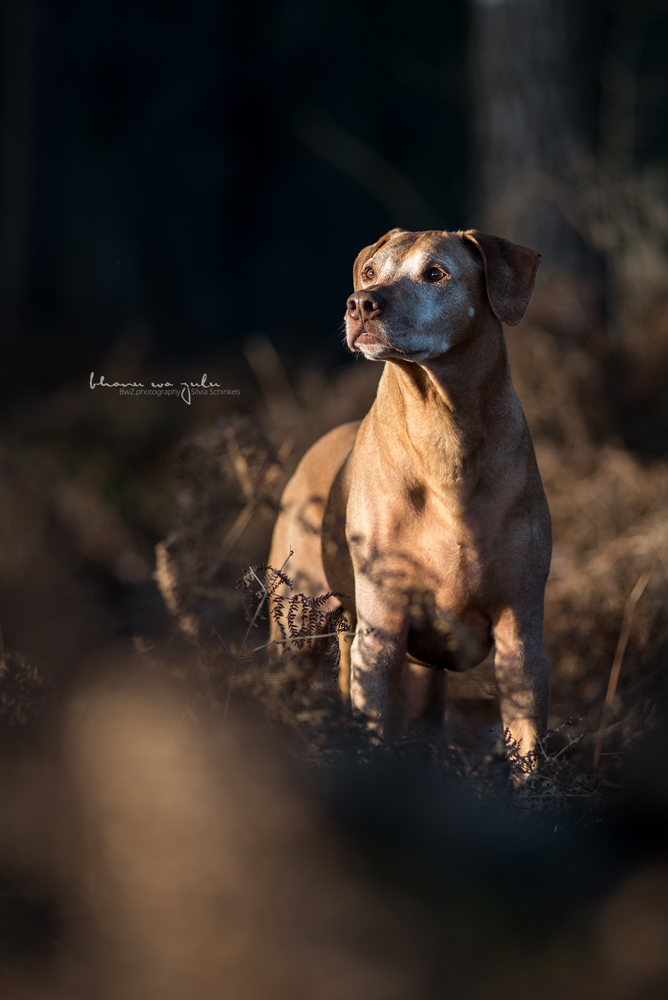 Beispielbilder Hundefotos Bhanu Wald