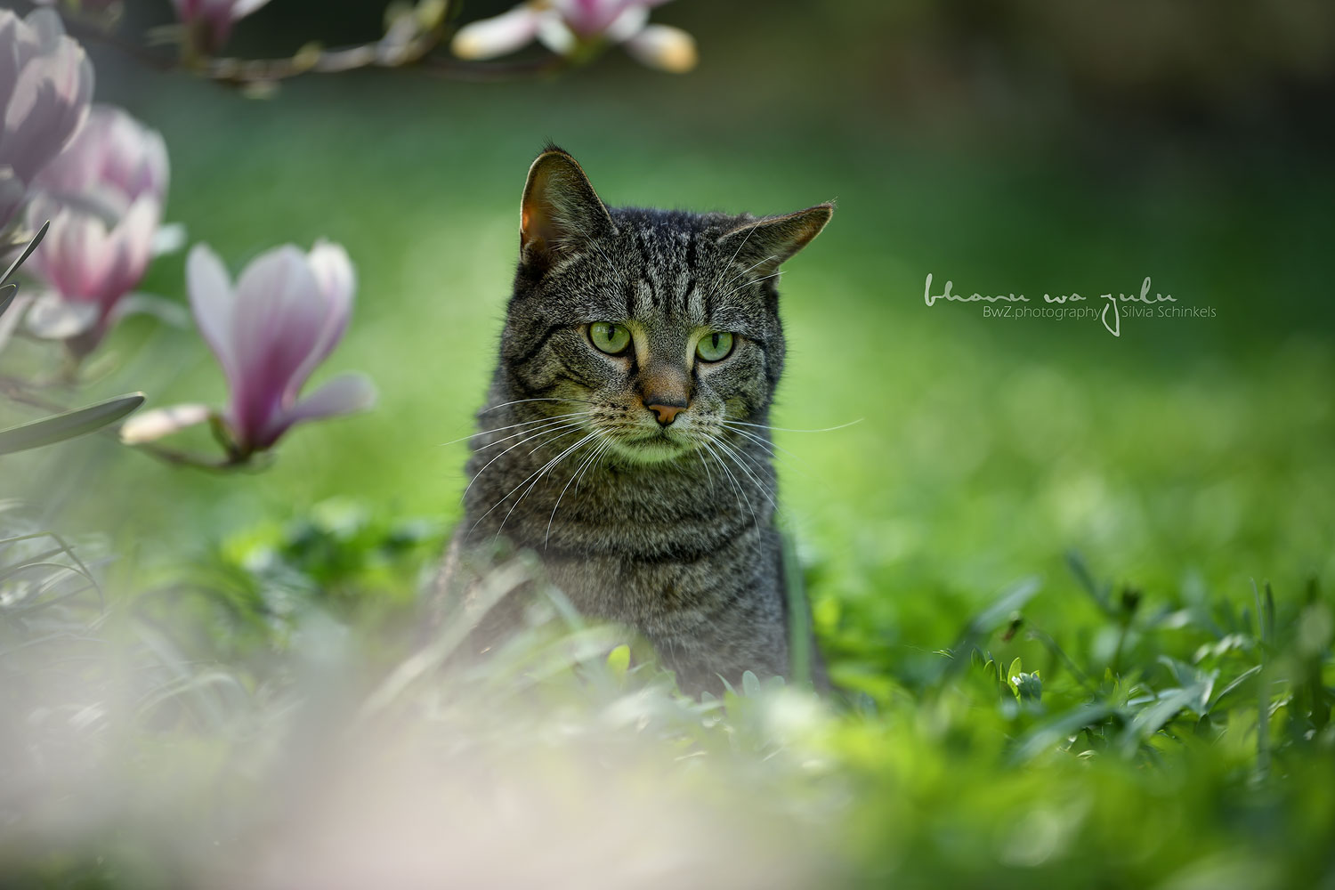 Katzenbilder Silvia Schinkels