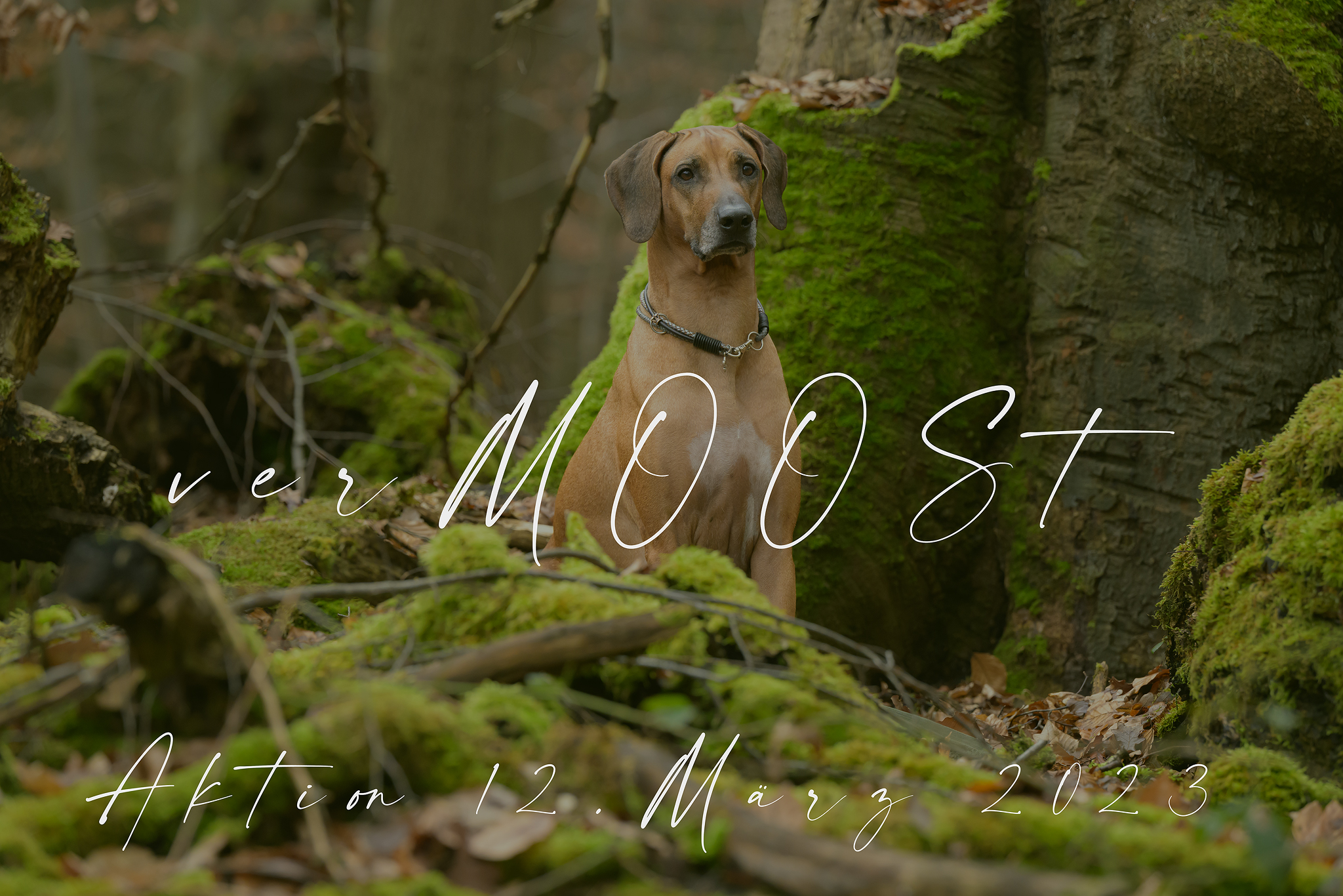 Hundefotografie Silvia Schinkels, Shooting-Aktion, verMOOSt
