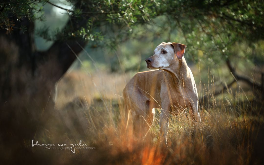 14jähriger Ridgeback Rüde