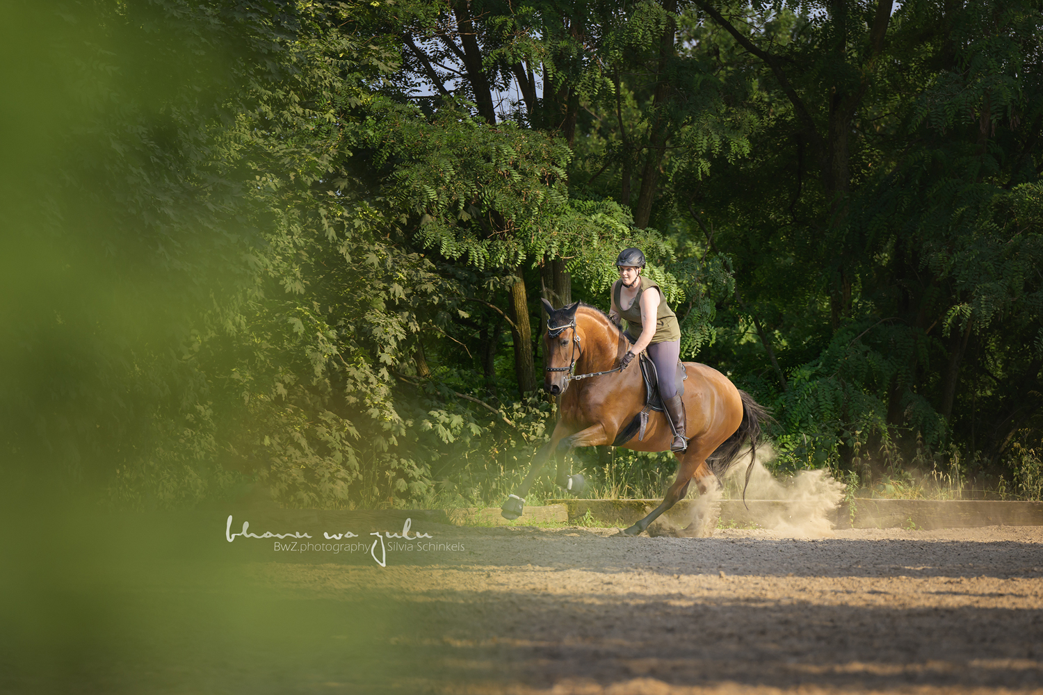 PRE Bardo, Pferdefotografie BwZ.photography