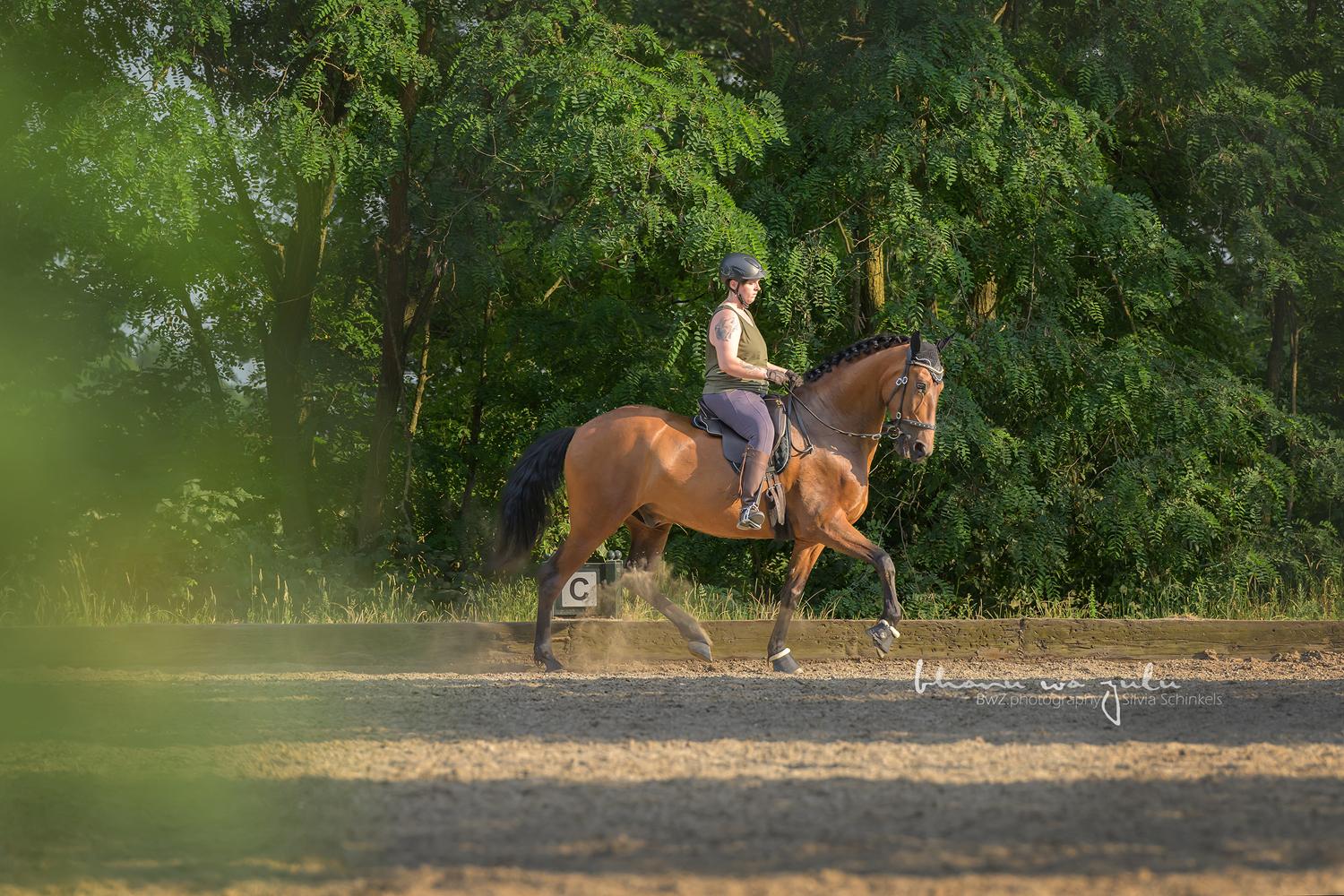 PRE Bardo, Pferdefotografie BwZ.photography