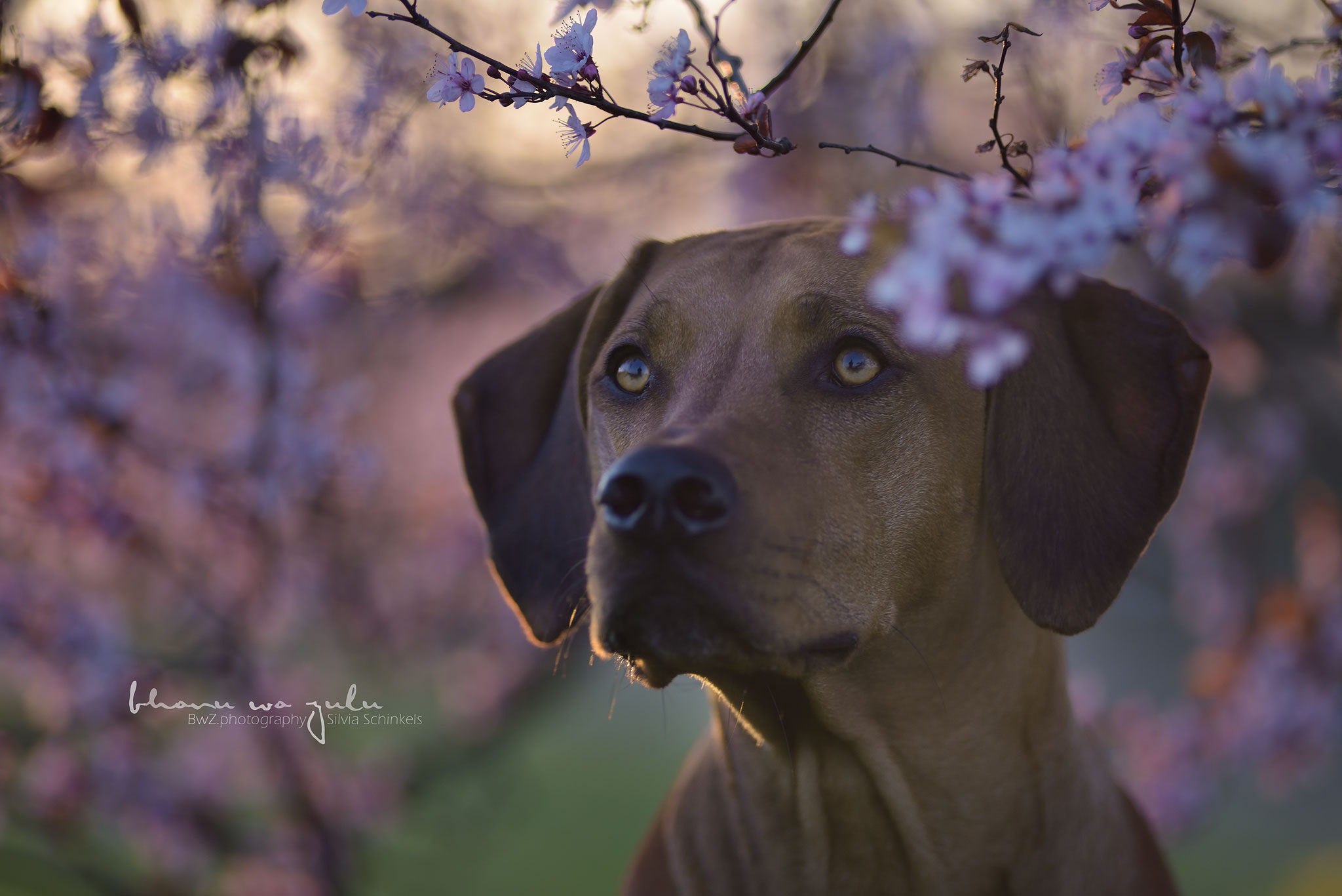rosa Blütentraum Hundefotografie