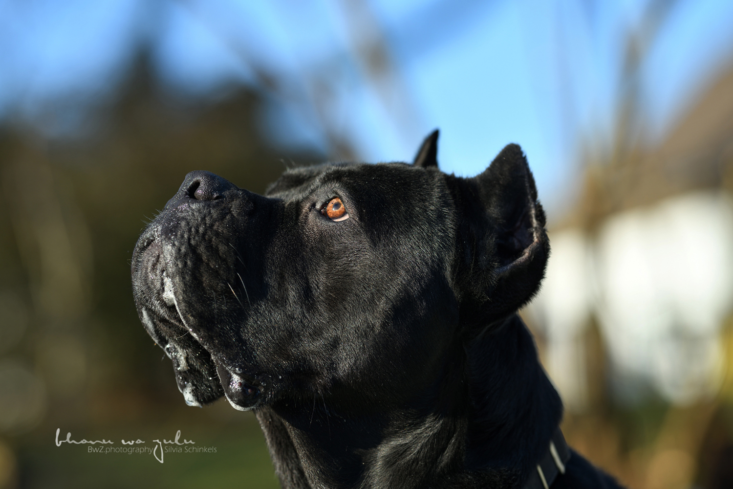 CaneCorso