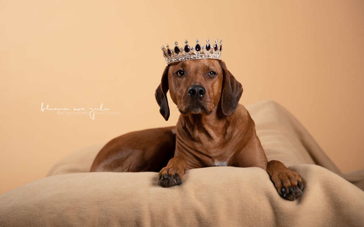 Ridgeback Hundefotografie Meerbusch