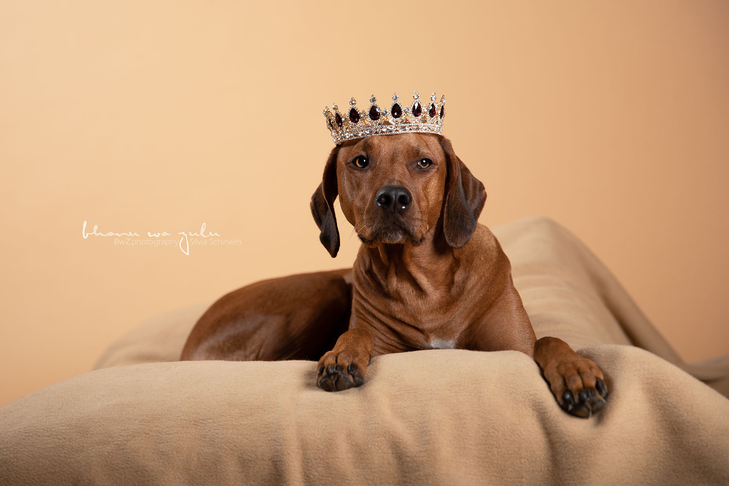 Ridgeback Hundefotografie Meerbusch