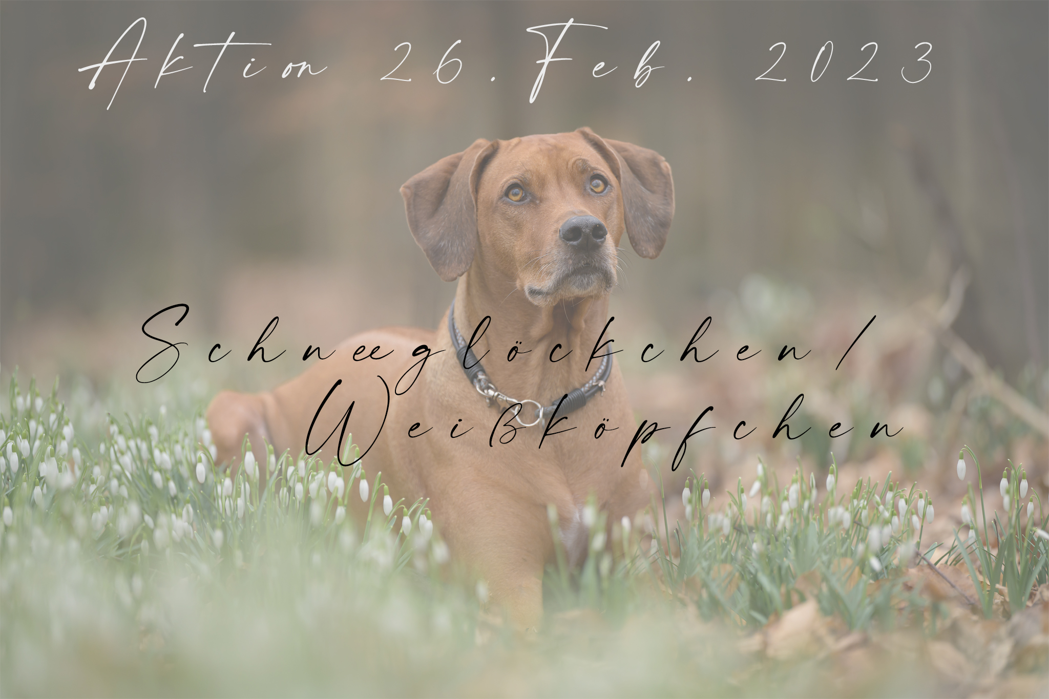 Schneeglöckchen-Aktion 2023