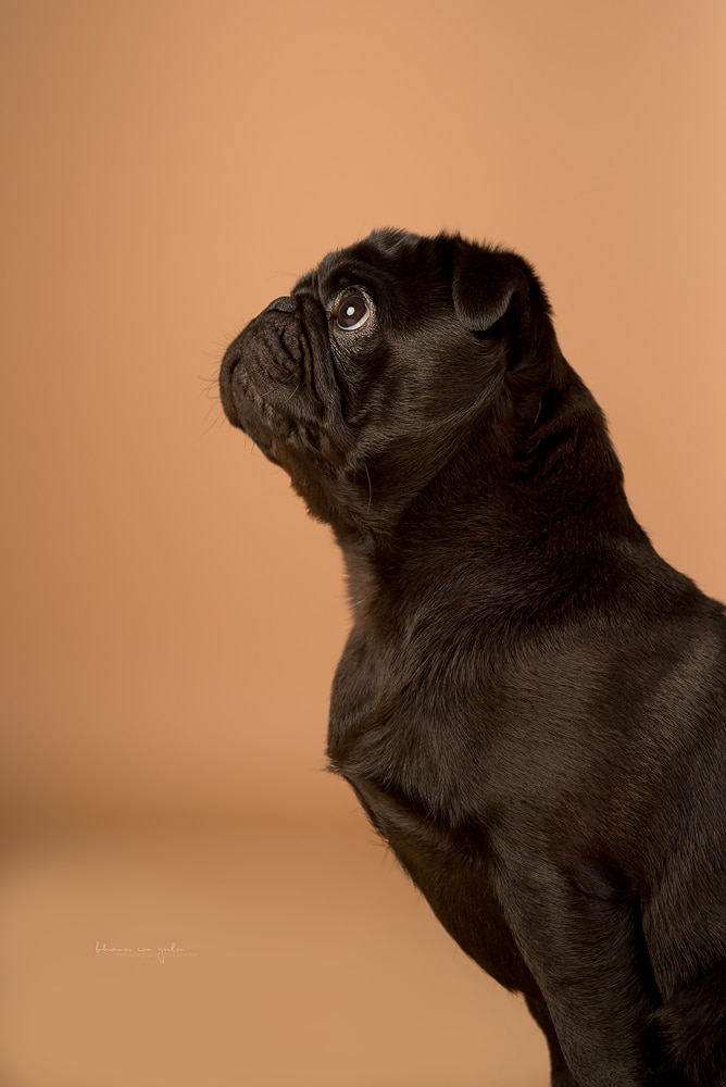 Hundefotografie Studio